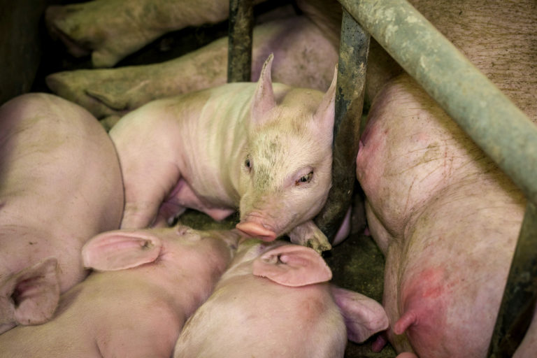 Close-up of piglets in a farrowing crate with their mother at an industrial farm in Poland.