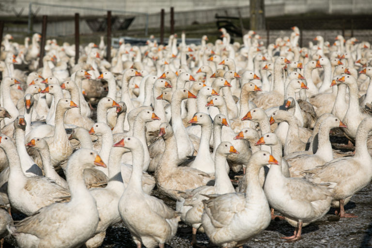 A large group of geese are crowded together in a barren outdoor area at a factory farm in Poland.