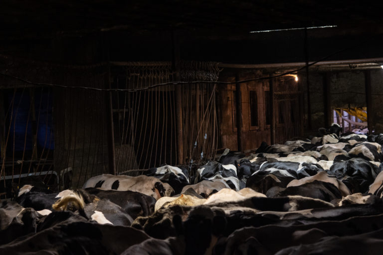 In the evening, hundreds of densely crowded dairy cows are ushered towards the milking parlour.